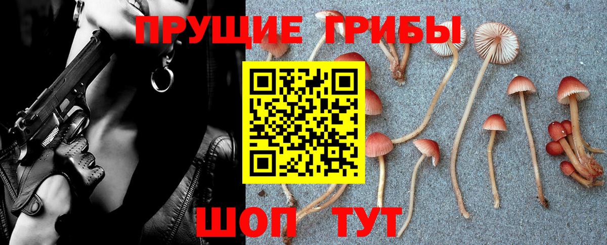 Псилоцибиновые грибы GOLDEN TEACHER  Вход с VPN  Алейск  Галлюциногенные грибы MAGIC MUSHROOMS 